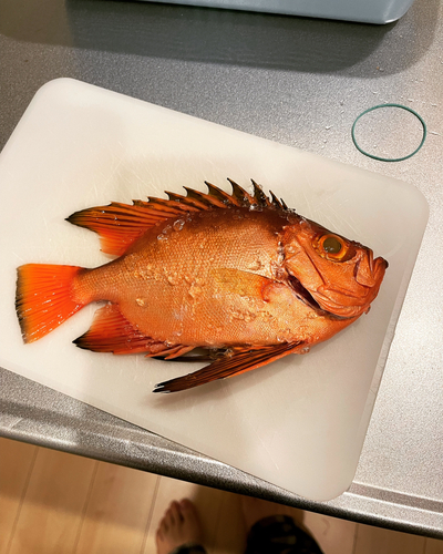 チカメキントキの釣果