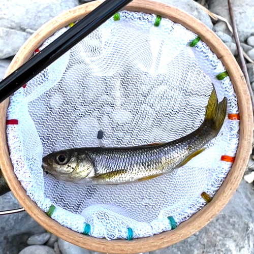 カワムツの釣果