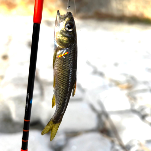 カワムツの釣果