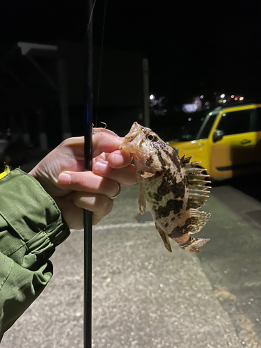 タケノコメバルの釣果