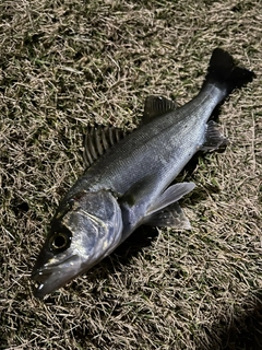 スズキの釣果