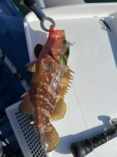 アコウの釣果