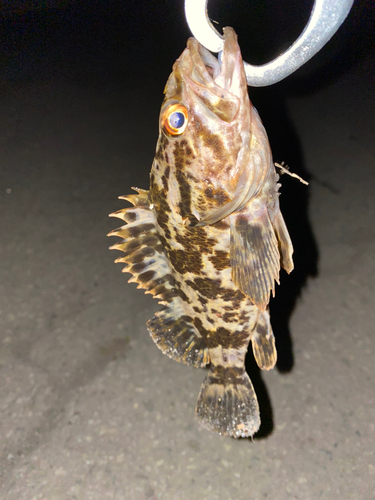 タケノコメバルの釣果