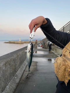 マルソウダの釣果