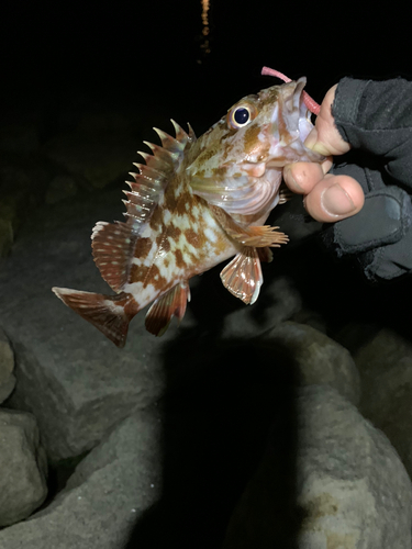 ガシラの釣果