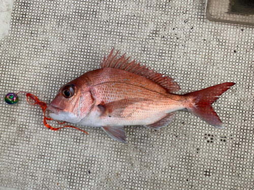 タイの釣果