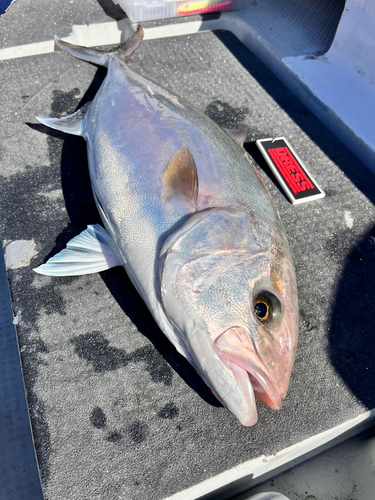 カンパチの釣果