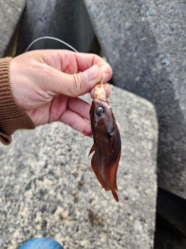 ドンコの釣果