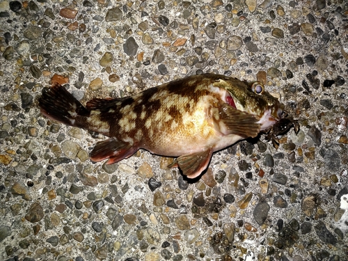 カサゴの釣果