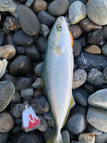 イナダの釣果