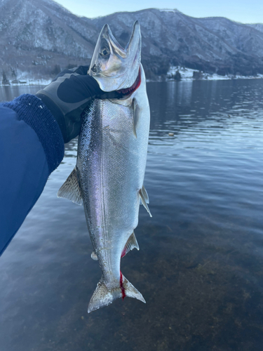 サクラマスの釣果