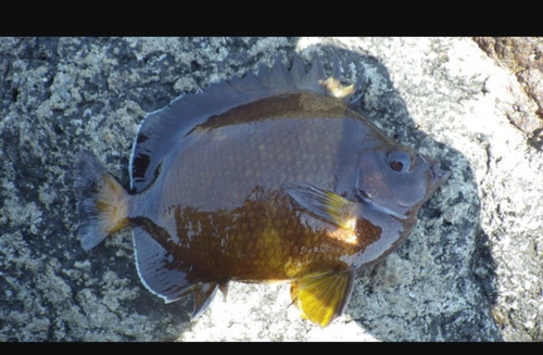 シラコダイの釣果