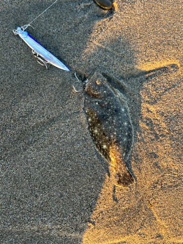 ソゲの釣果