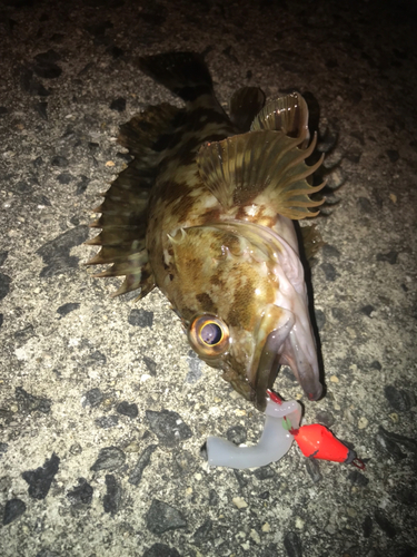 カサゴの釣果