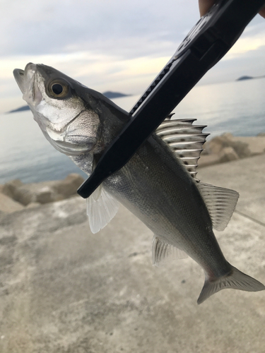 スズキの釣果