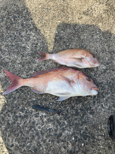 マダイの釣果