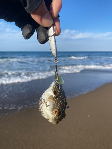 クサフグの釣果