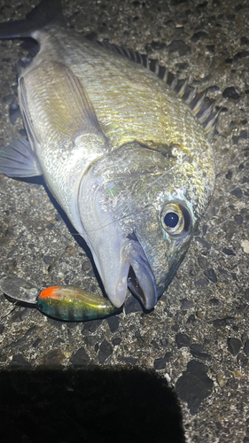 ミナミクロダイの釣果