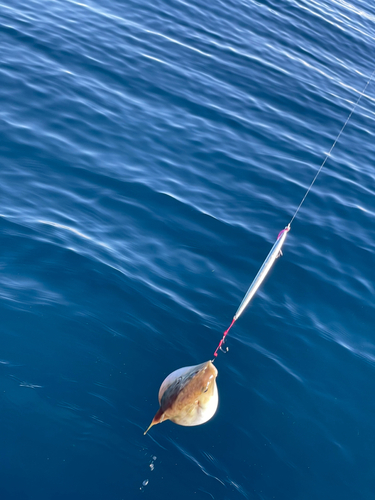 ヨリトフグの釣果