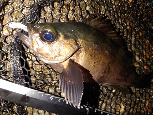 メバルの釣果