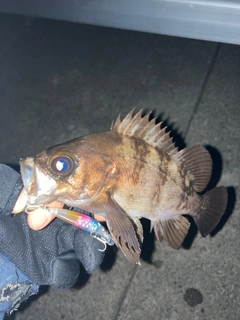 シロメバルの釣果