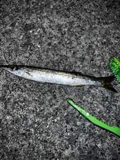 カマスの釣果