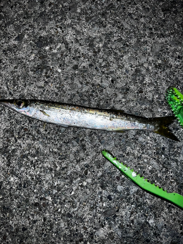 カマスの釣果