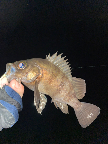 メバルの釣果