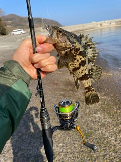 アカメバルの釣果