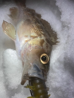 エゾメバルの釣果