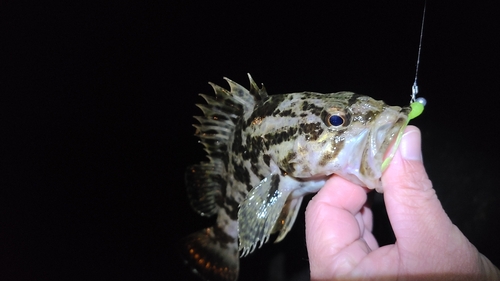 ムラソイの釣果