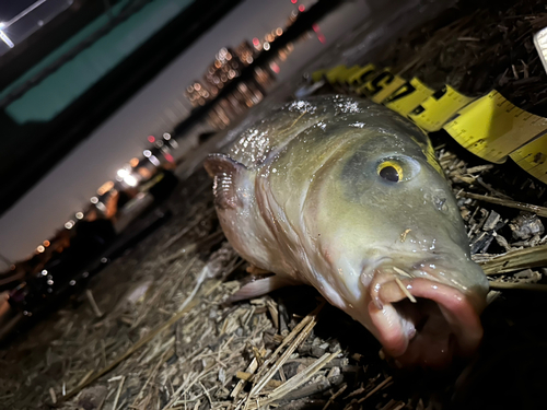 コイの釣果