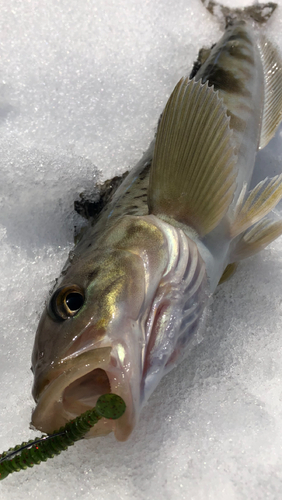 ホッケの釣果