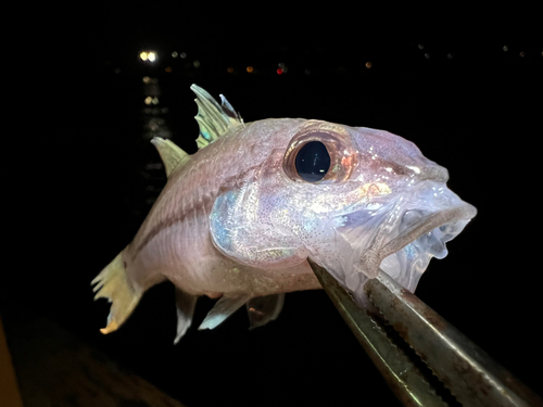 リュウキュウヤライイシモチの釣果