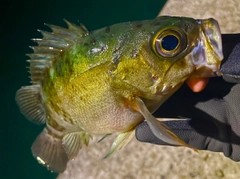 メバルの釣果