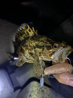 タケノコメバルの釣果