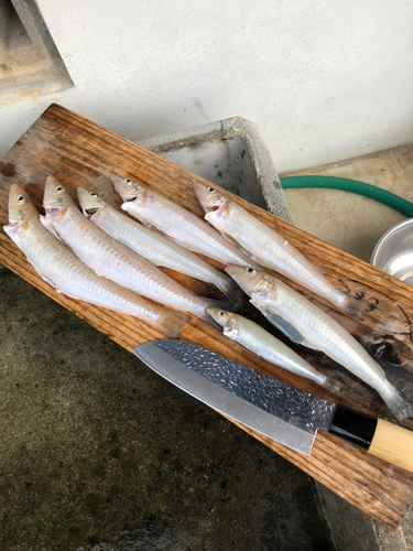 キスの釣果