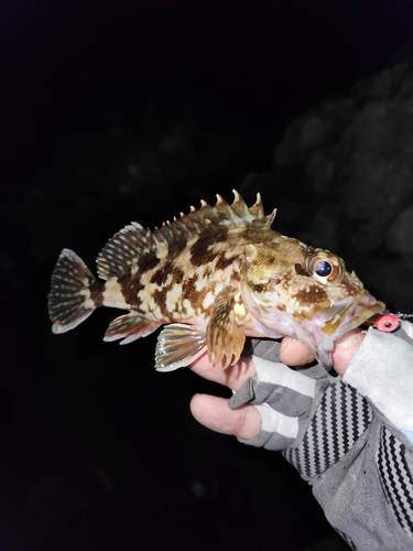 アラカブの釣果