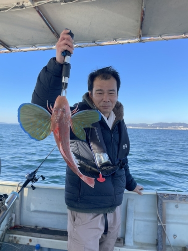 ホウボウの釣果