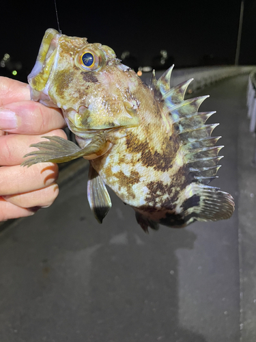 カサゴの釣果