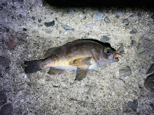 メバルの釣果