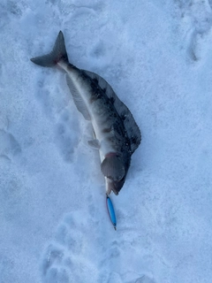 ホッケの釣果