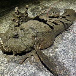 べべさんの釣果