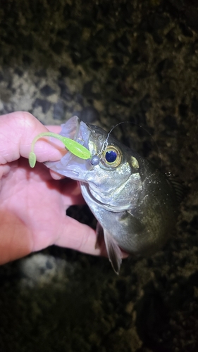 マルスズキの釣果