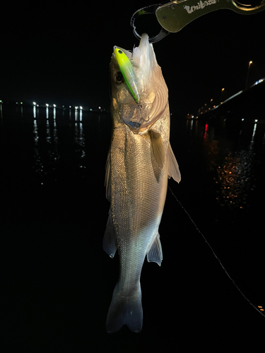 シーバスの釣果