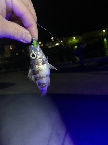 シロメバルの釣果