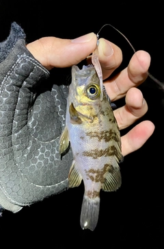 メバルの釣果