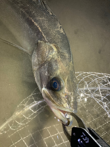 スズキの釣果