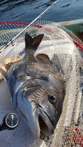 チヌの釣果