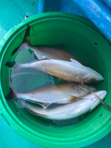 ショゴの釣果